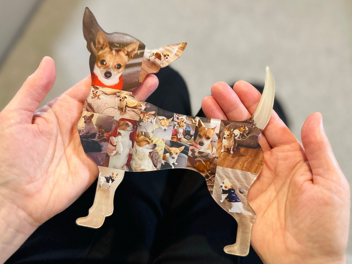 Chihuahua Photo Collage