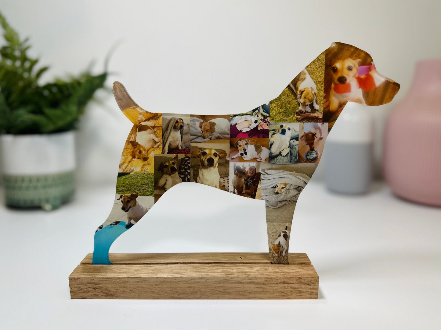 Jack Russell Dog Photo Collage