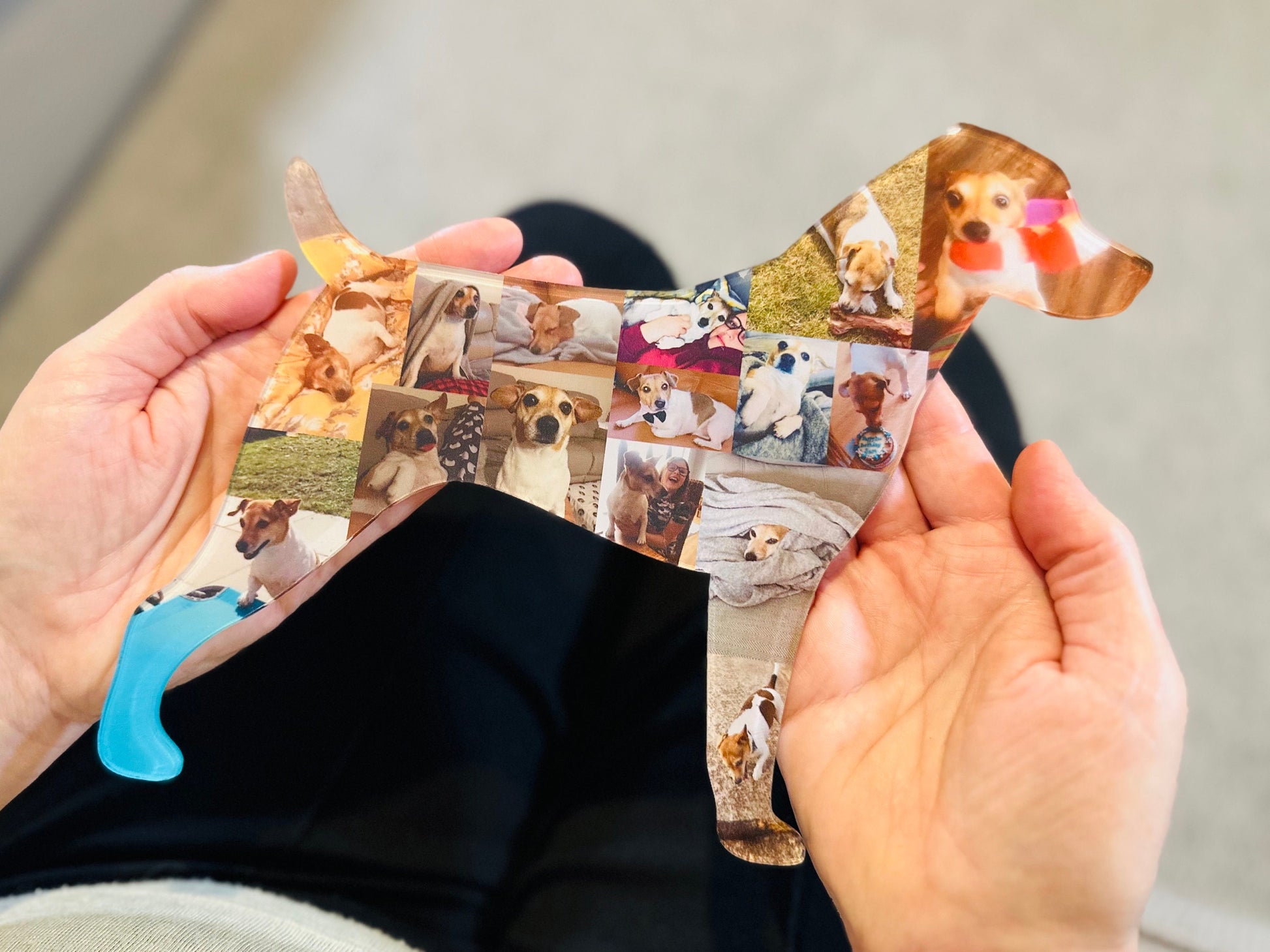 Jack Russell Dog Photo Collage