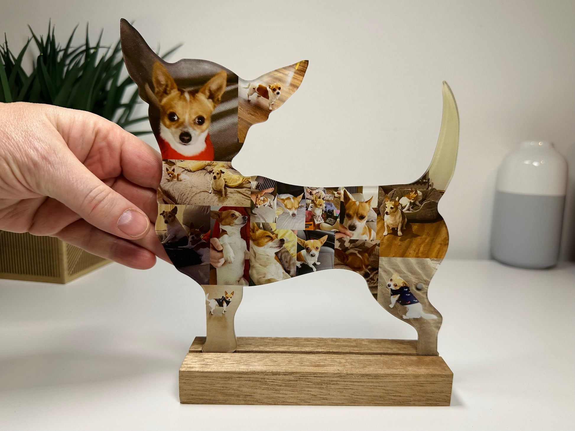 Chihuahua Photo Collage